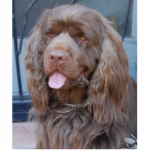 PERRO DE AGUAS DE SUSSEX SONRIENTE ESCULTURAS FOTOGRAFICAS