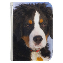 Perro de montaña de Bernese - foto linda del perri