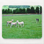 Perro de ovejas y ovejas, el Agrodome, Rotorua Tapetes De Ratón