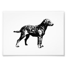 Perro perdiguero de bahía de Chesapeake Fotos