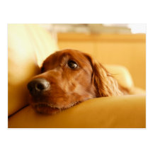 Perros Tarjeta Postal