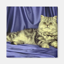 Persa, tabby de plata iman para frigorífico