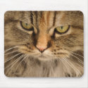 Persain kitty portrait mousepads