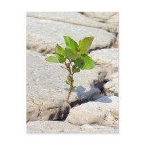 Perseverance postcards