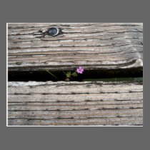 Perseverence postcards