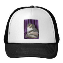 Persian, blue, tortie and white mesh hats