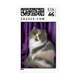 Persian, blue, tortie and white stamps