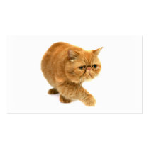 Persian cat business cards