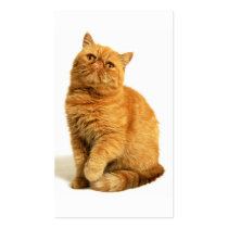 Persian cat business card templates