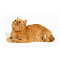 Persian cat business cards by mag26s Persian cat business cards