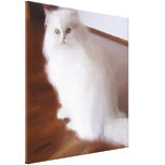 Persian cat canvas print