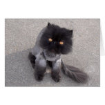 persian, feline, strange, cat, attitude, animals,
