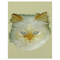 Persian Cat Flyer Design