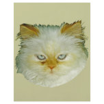 Persian Cat Flyer Design