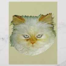 Persian Cat Flyer Design