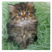 Persian cat; is one of the oldest breeds of cat. ceramic tile