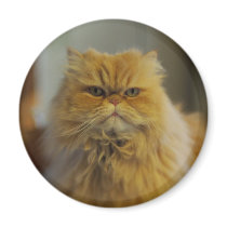 Persian Cat Magnet
