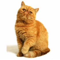 Persian cat photo sculptures