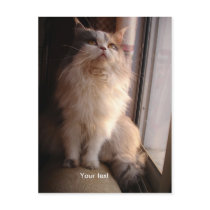 Persian cat postcard by Emazevedo Persian cat postcard