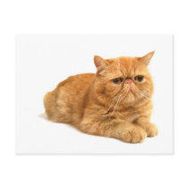 Persian cat postcards by mag26s Persian cat postcards
