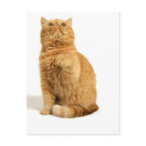 Persian cat postcards by mag26s Persian cat postcards