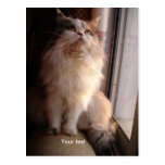 Persian cat postcard