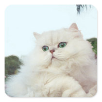 Persian Cat with Jade Eyes Square Sticker
