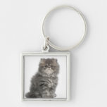 Persian Kitten (2 months old) sitting Keychains