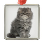 Persian Kitten (2 months old) sitting Christmas Ornament