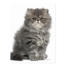 Persian Kitten (2 months old) sitting Post Card