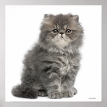 Persian Kitten (2 months old) sitting Print