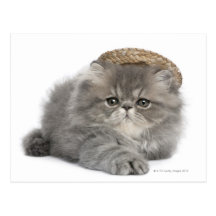 Persian Kitten (2 months old) wearing a straw Postcard
