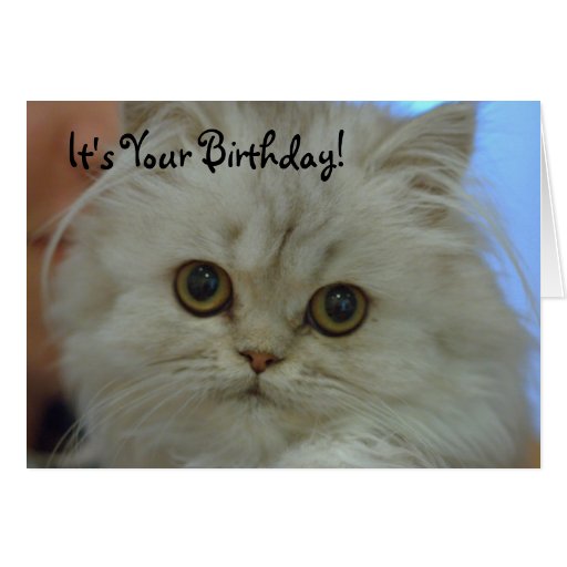 Persian Kitten Birthday Card Zazzle