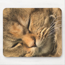 Persian kitty mousepads by jbouzou Persian kitty mousepads
