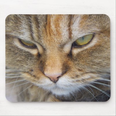 Persian kitty portrait mouse mats by jbouzou