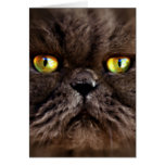 Persian Pussy cards