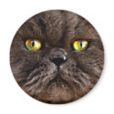 Persian Pussy magnets by Squealia Persian Pussy magnets