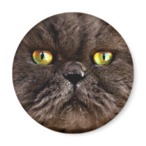 Persian Pussy magnets
