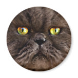 Persian Pussy magnets