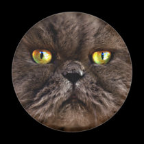 Persian Pussy magnets