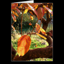 Persimmons cards