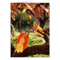 Persimmons Greeting Card