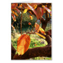 Persimmons cards by PaulHonatke Persimmons cards