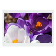 Personal profile card, white and purple crocus business card template