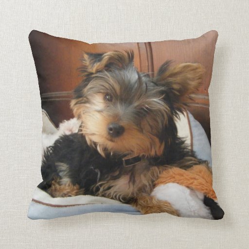 yorkie pillow