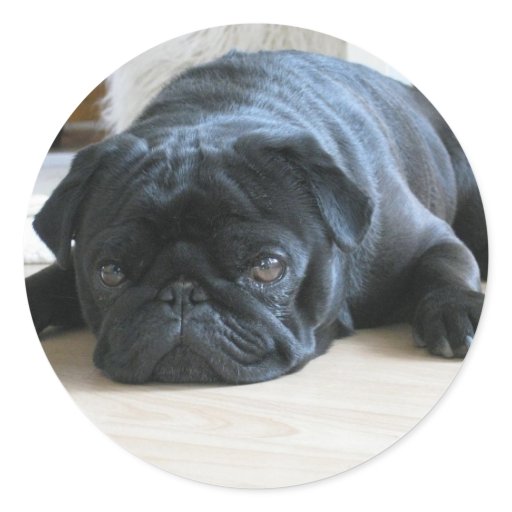 names for a black pug personalize black pug puppy accessories name sticker zazzle names for a black pug personalize black pug puppy accessories name sticker zazzle