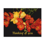 Personalize Red and Yellow Freesias Postcard