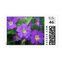 Personalized Beautiful Primeveres US Postage Stamp