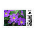 Personalized Beautiful Primeveres US Postage Stamp by dizzypixels Personalized Beautiful Primeveres US Postage Stamp
