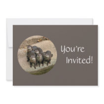 Personalized Otters Day at the Zoo Birthday Party Announcement